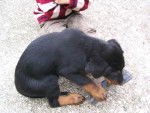 Notre petit vidoc - Beauceron