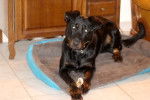 Nougat - Beauceron Mâle (1 an)