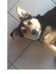 maya - Beauceron (1 mois)