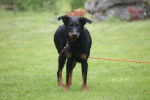 Photo Beauceron