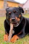 Photo Beauceron