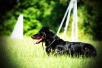 Photo Beauceron