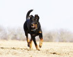 Photo Beauceron