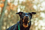 Photo Beauceron
