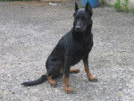Vicky - Beauceron (5 mois)