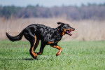 Un Beauceron qui court an traversant un terrain