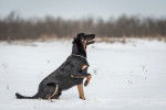 Un Beauceron assis dans la neige avec une patte levée 
