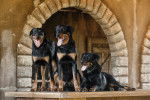 Trois Beaucerons assis sur une table en bois en extérieur 