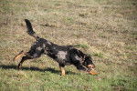 Photo Beauceron