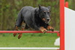 Photo Beauceron