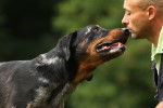 Un Beauceron qui renifle le visage de son propriétaire