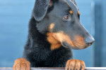 Photo Beauceron