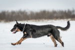 Un Beauceron qui court dans la neige