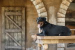 Un Beauceron allongé sur une table en bois
