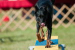 Un Beauceron qui s'entraîne 