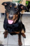 Dana - Beauceron (1 mois)