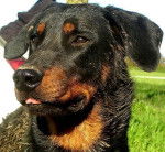 Dakota - Beauceron Mâle (1 mois)