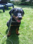 Mila - Beauceron (2 mois)