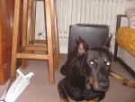 Falco - Beauceron Mâle (13 ans)