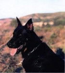 balto - Beauceron (2 ans)