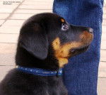 Joy du Fond des Camps - Beauceron (3 mois)