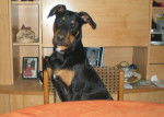 Floyd - Beauceron Mâle (1 an)