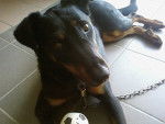 URKA - Beauceron (8 ans)