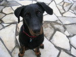 Farouk - Beauceron Mâle (1 an)