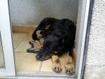 Roxane - Beauceron (8 ans)
