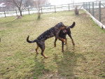 Dgita - Beauceron