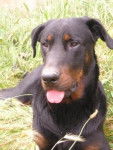 spike - Beauceron Mâle (7 mois)
