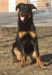 max - Beauceron Mâle (1 an)