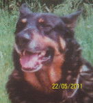 brouk et louna - Beauceron Mâle (8 ans)