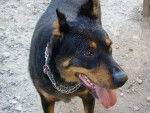 ruby - Beauceron (Autre)