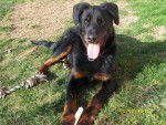 jipsy - Beauceron (9 mois)