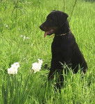Buck - Beauceron Mâle (3 mois)