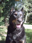 saphir des champs brules - Beauceron Mâle (8 ans)