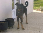 cheyenne - Beauceron (5 mois)
