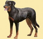 Belle - Beauceron (1 an)