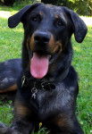 First - Beauceron Mâle (2 ans)