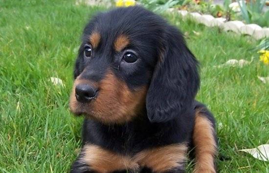 MOPITA - Beauceron (3 mois)