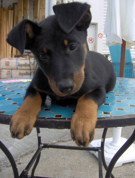 Crystale - Beauceron (2 ans)