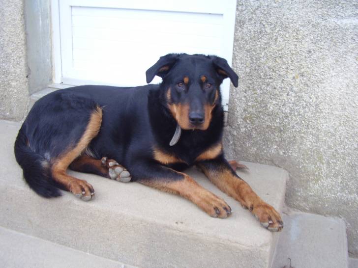 Dalton - Beauceron Mâle (1 an)