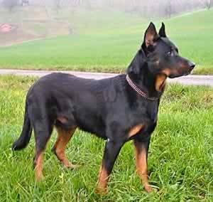 Achille - Beauceron Mâle (6 ans)