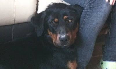 fanny - Beauceron (1 an)