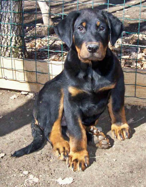 max - Beauceron Mâle (11 mois)