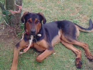 sam - Beauceron Mâle (2 ans)