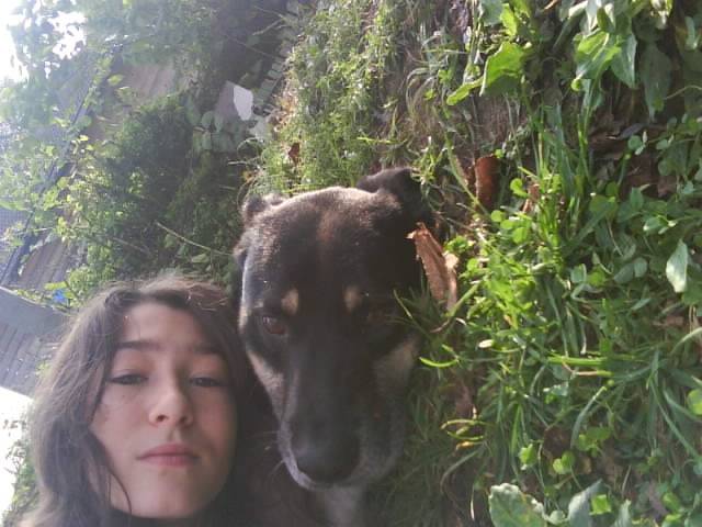 Cachou - Beauceron Mâle (7 ans)