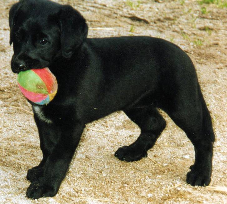 wendy - Beauceron (Autre)