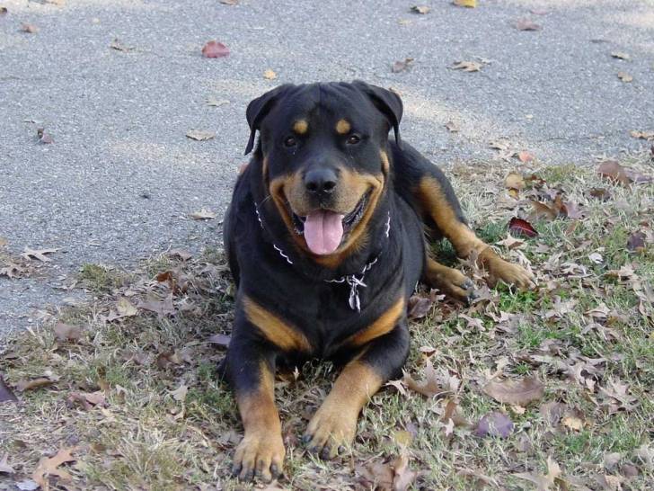 rocxane - Beauceron (9 ans)